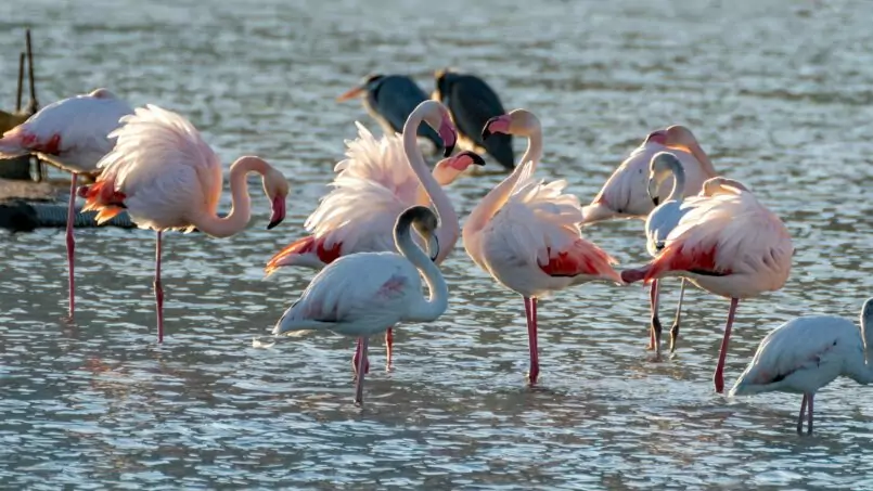 TK Imno-Services - Calpe, Costa Blanca