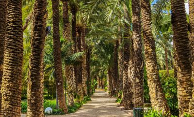 Elche